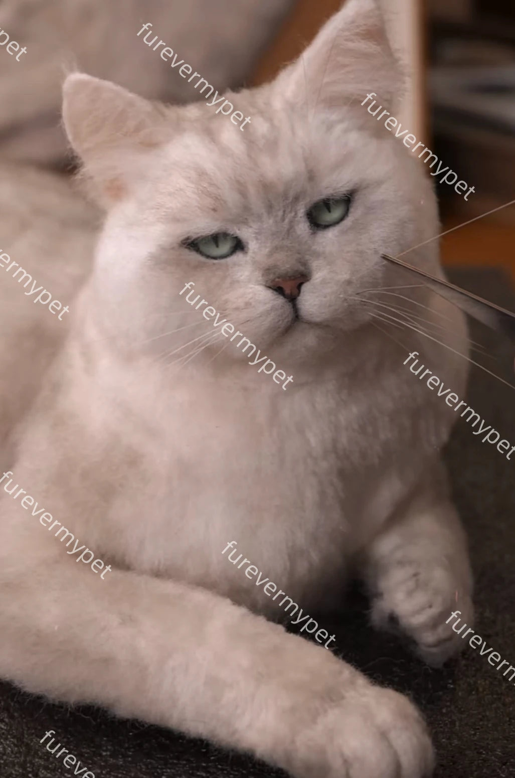 Custom 3D Stuffed Animal from Your Pet Photo | Lifelike Full-Body Replica