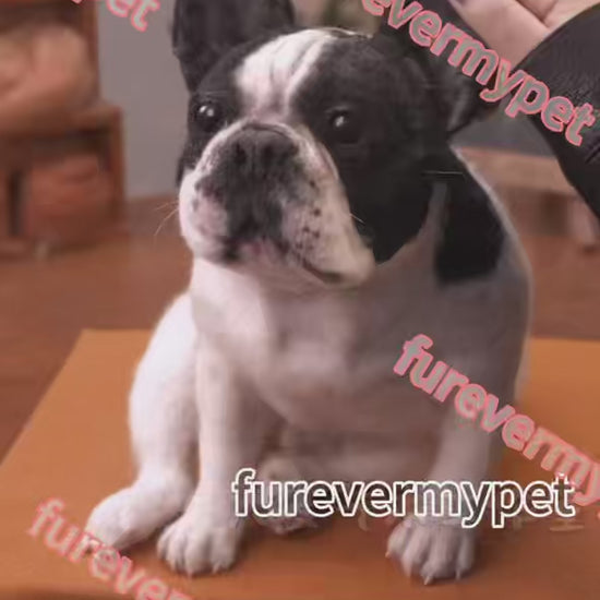 Custom 3D Stuffed Animal from Your Pet Photo | Lifelike Full-Body Replica