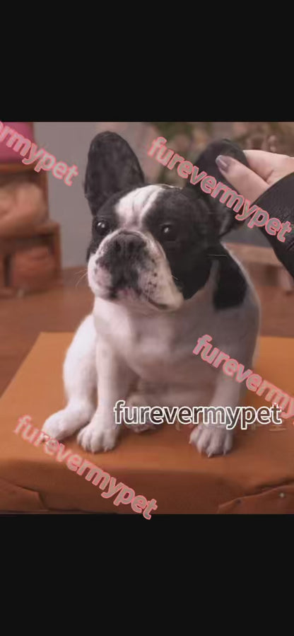 Custom 3D Stuffed Animal from Your Pet Photo | Lifelike Full-Body Replica