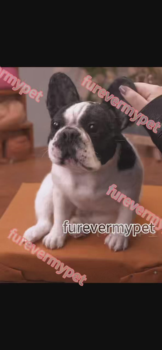 Custom 3D Stuffed Animal from Your Pet Photo | Lifelike Full-Body Replica